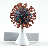 COVID-19 (Coronavirus SARS-CoV-2) COVID-19 (Coronavirus SARS-CoV-2)